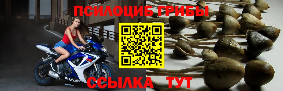 Балтийск  Галлюциногенные грибы ЛСД  Вход с VPN  Галлюциногенные грибы Psilocybe 